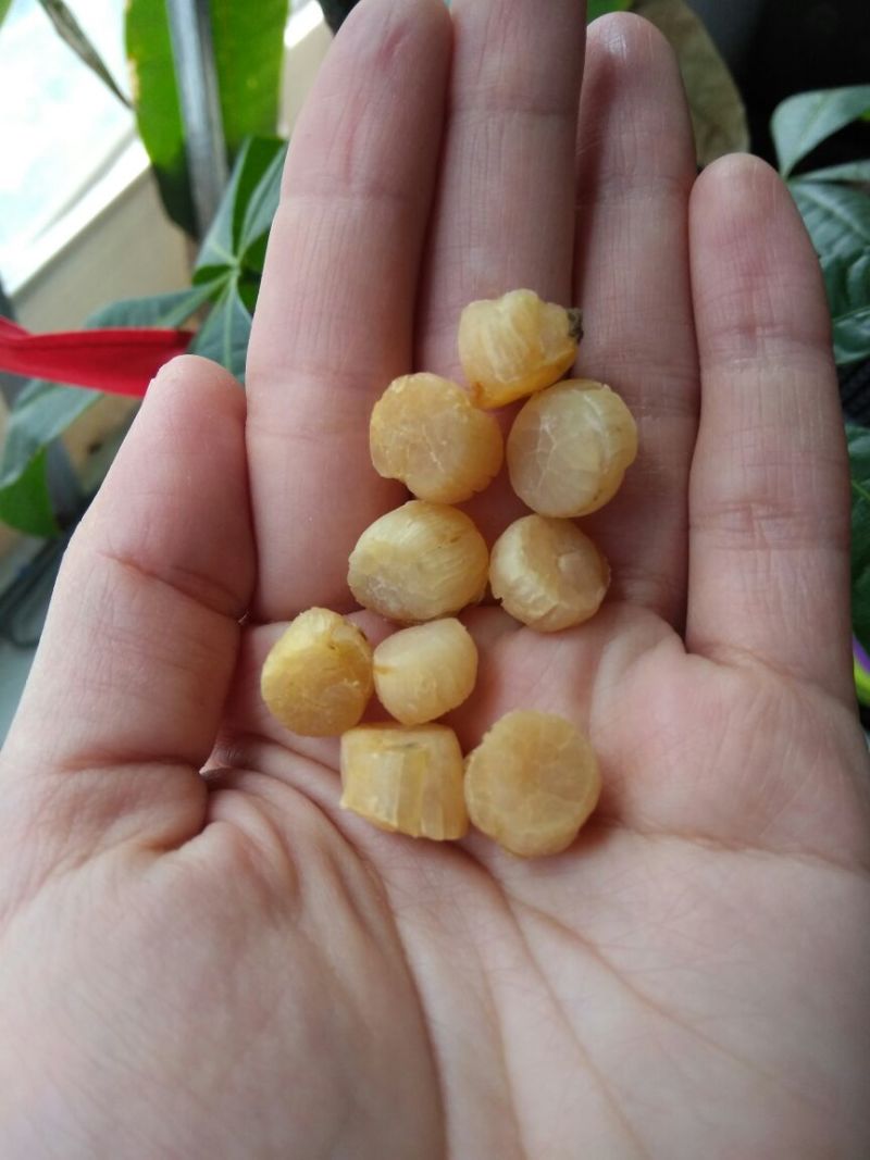 干瑶柱