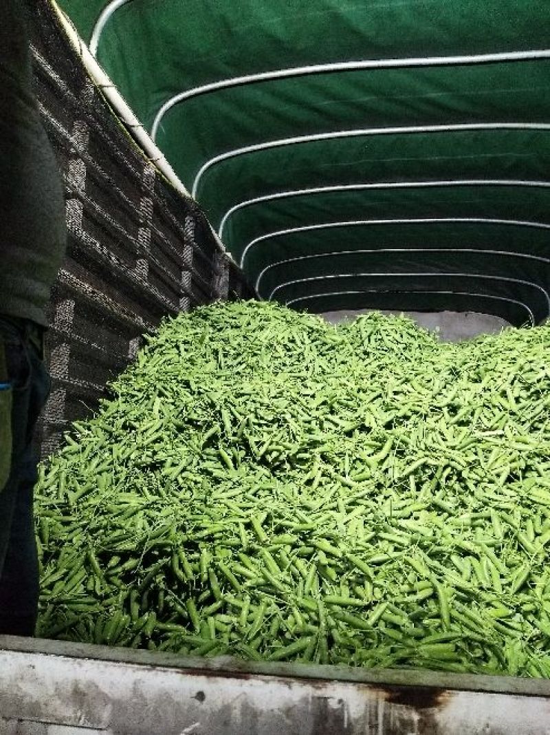 长寿仁豌豆饱满