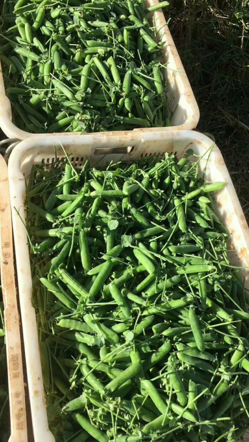 长寿仁豌豆饱满