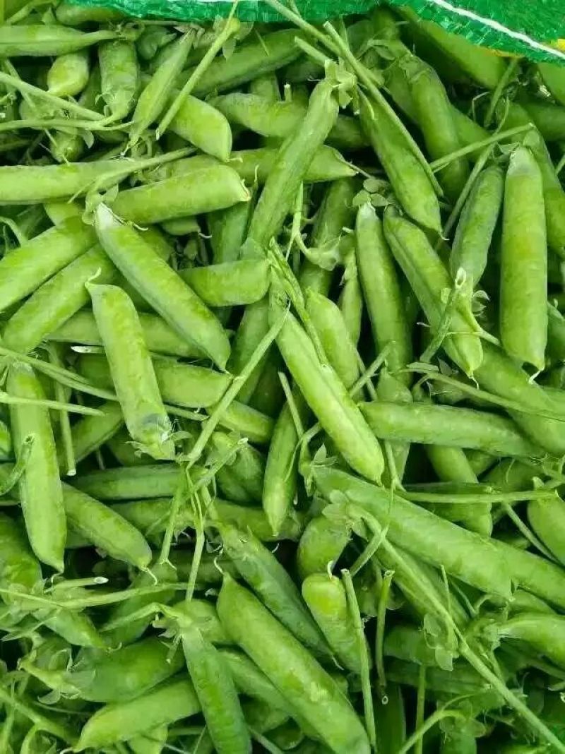 长寿仁豌豆饱满