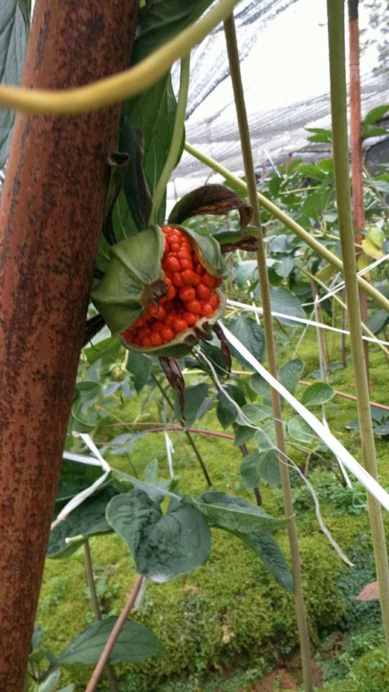 七叶一枝花，纯正云南滇重楼子90%以上出苗率