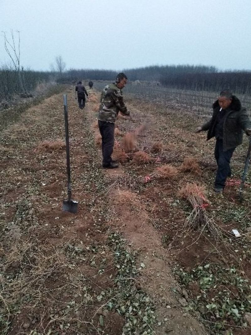 连翘苗40~50cm