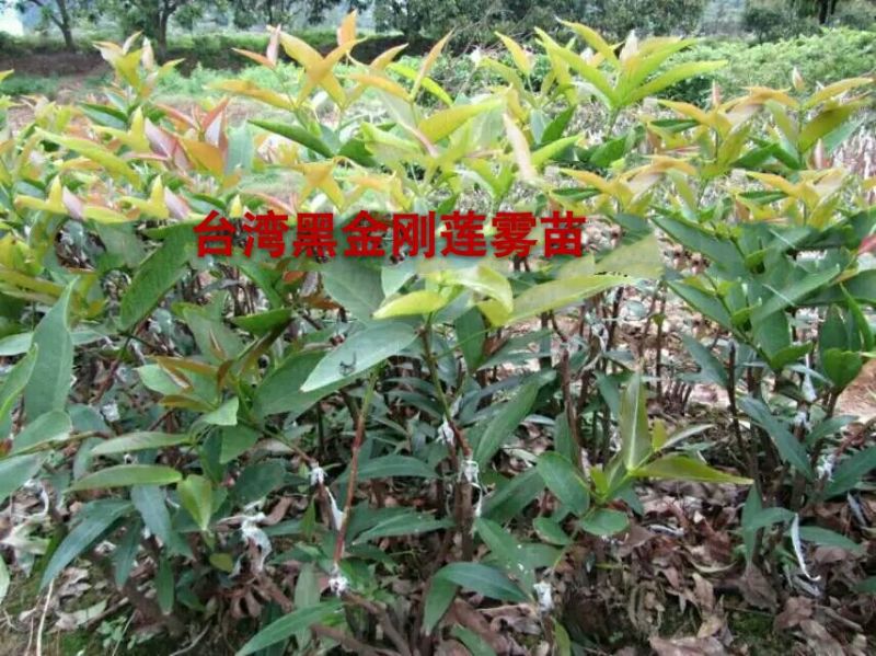 黑金刚莲雾苗