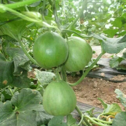 绿宝甜瓜河南周口淮阳县_批发_供应-一亩田农