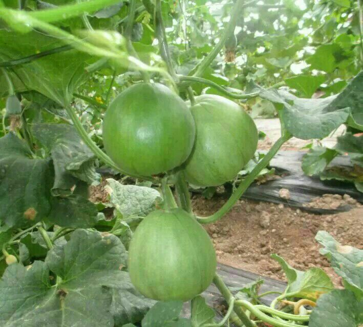 绿宝甜瓜河南周口淮阳县_批发_供应-一亩田农