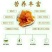柿饼1~2两