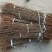 桃树苗桃树苗新品种嫁接桃树苗实生桃树苗