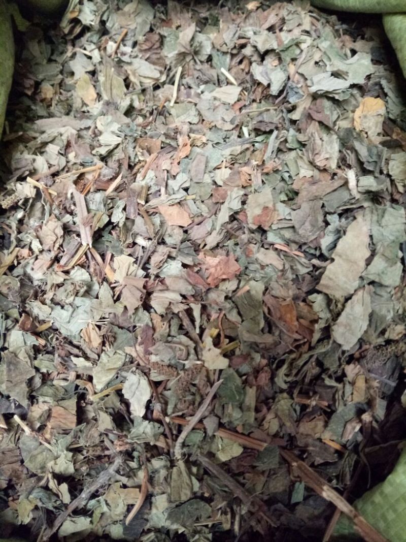 鱼腥草干货量大从优欢迎选购各种草药