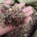 鱼腥草干货量大从优欢迎选购各种草药