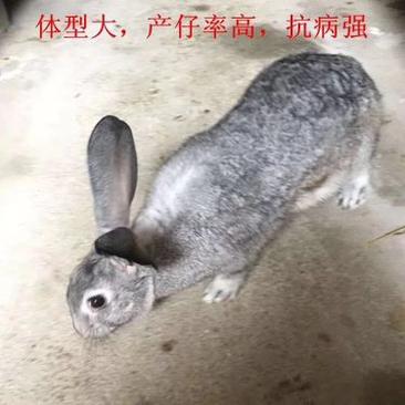 种兔野兔免费提供养殖技术