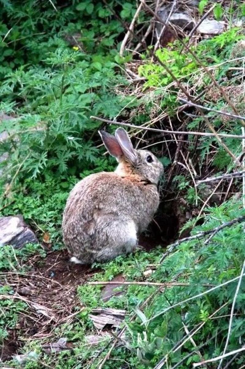 种兔野兔免费提供养殖技术