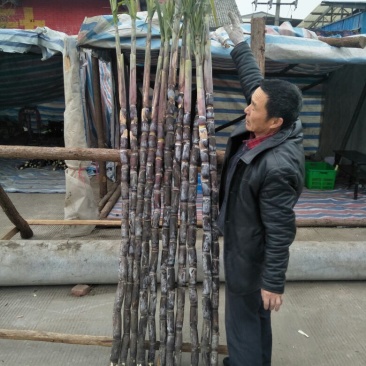 黑皮甘蔗4~5cm1.5~2米4~6斤