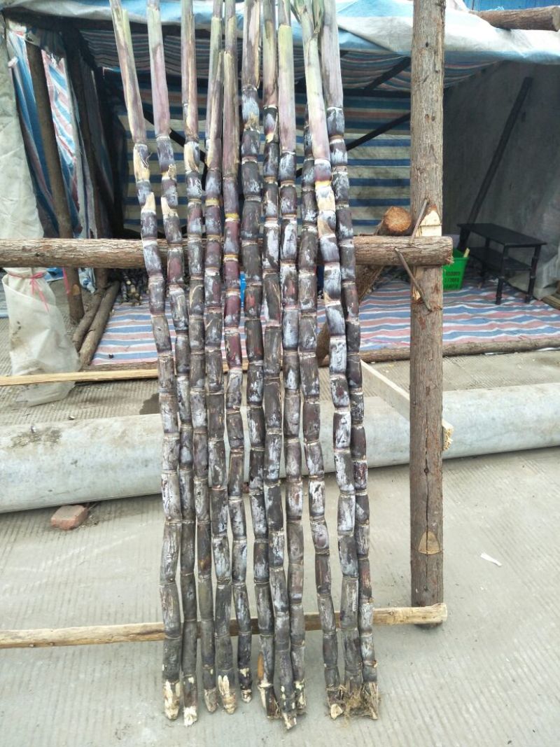 黑皮甘蔗4~5cm1.5~2米4~6斤