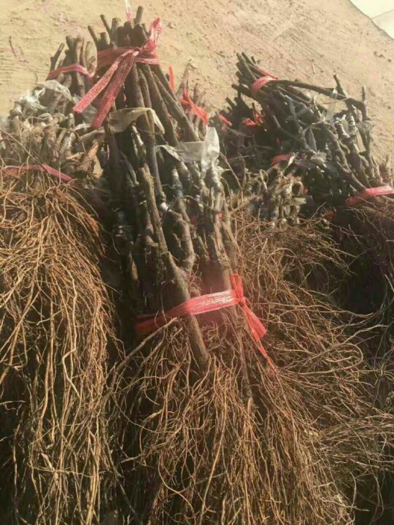 夏黑葡萄苗1年30cm以下