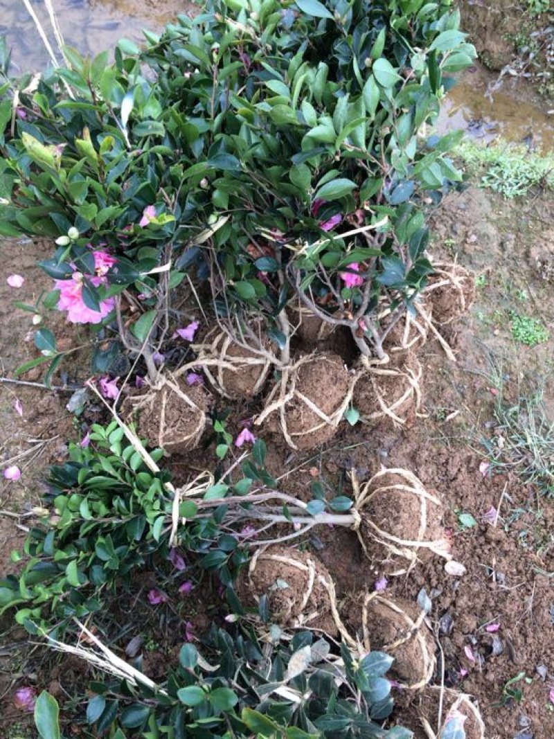 茶梅茶梅苗，1至3年生小苗，农户直销。