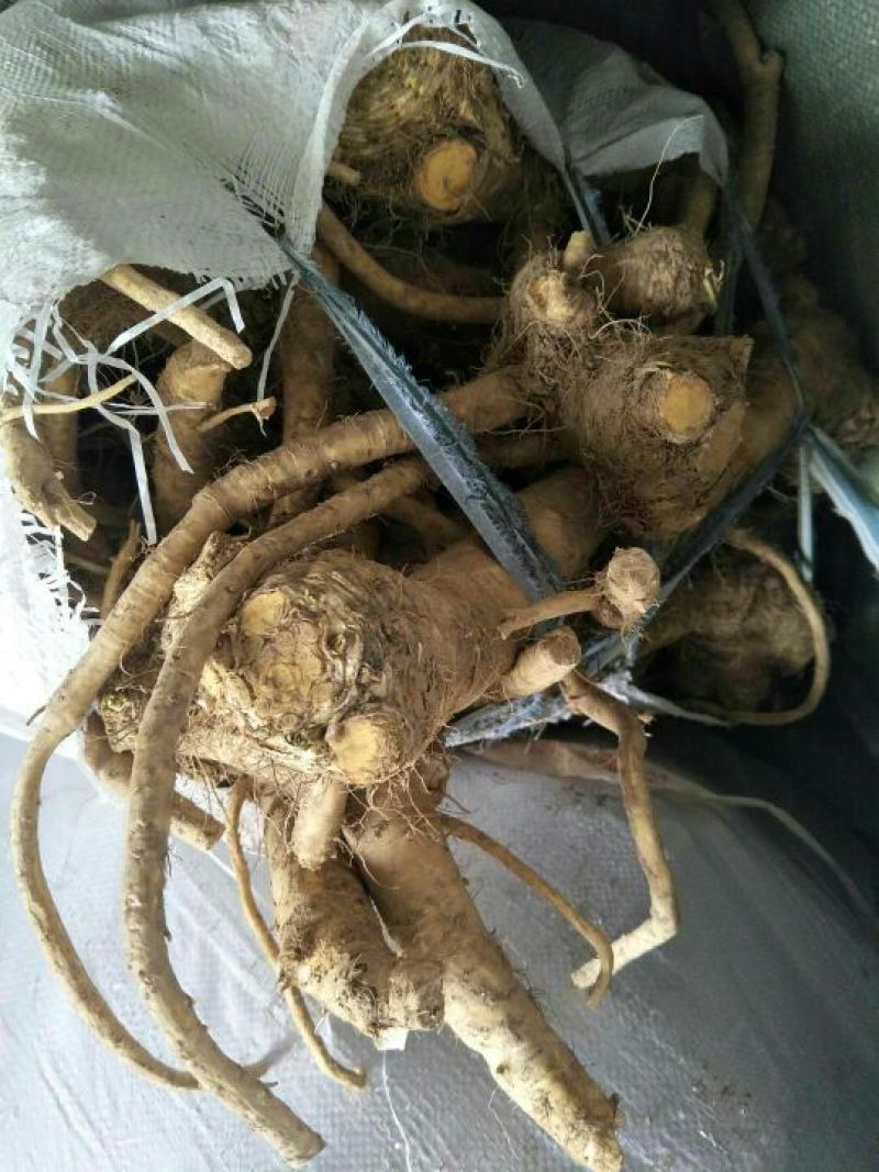 辣根7~8两