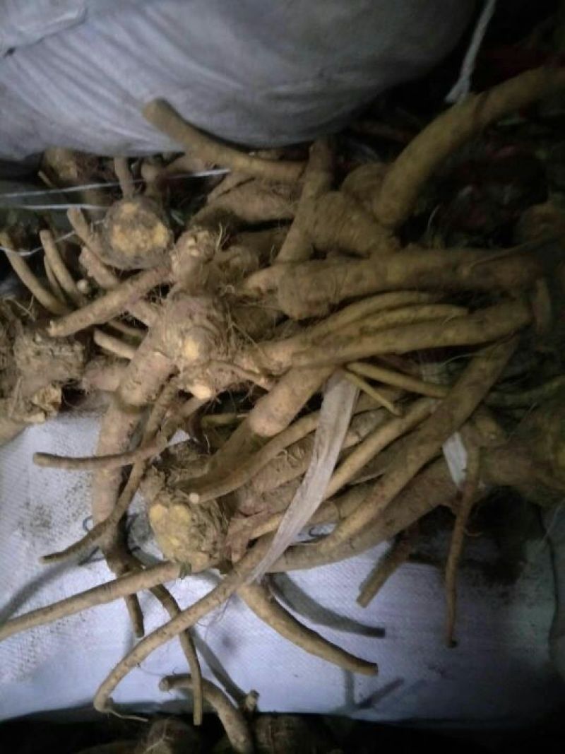 辣根7~8两