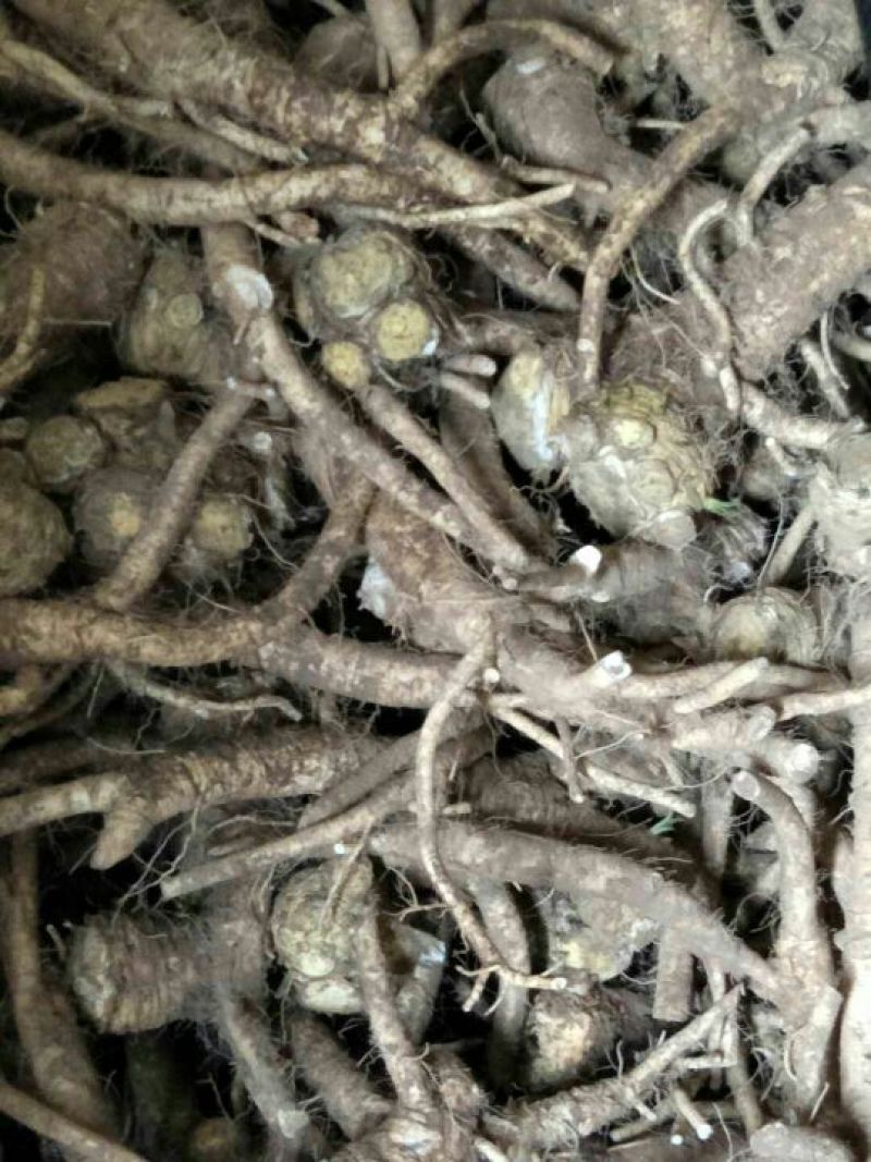 辣根7~8两