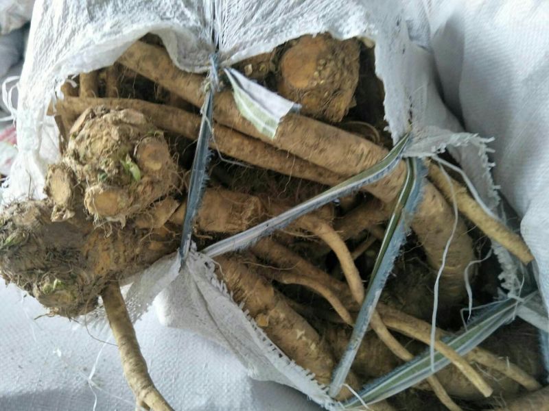辣根7~8两