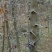 皂角2cm以下4~6cm2.5~3米