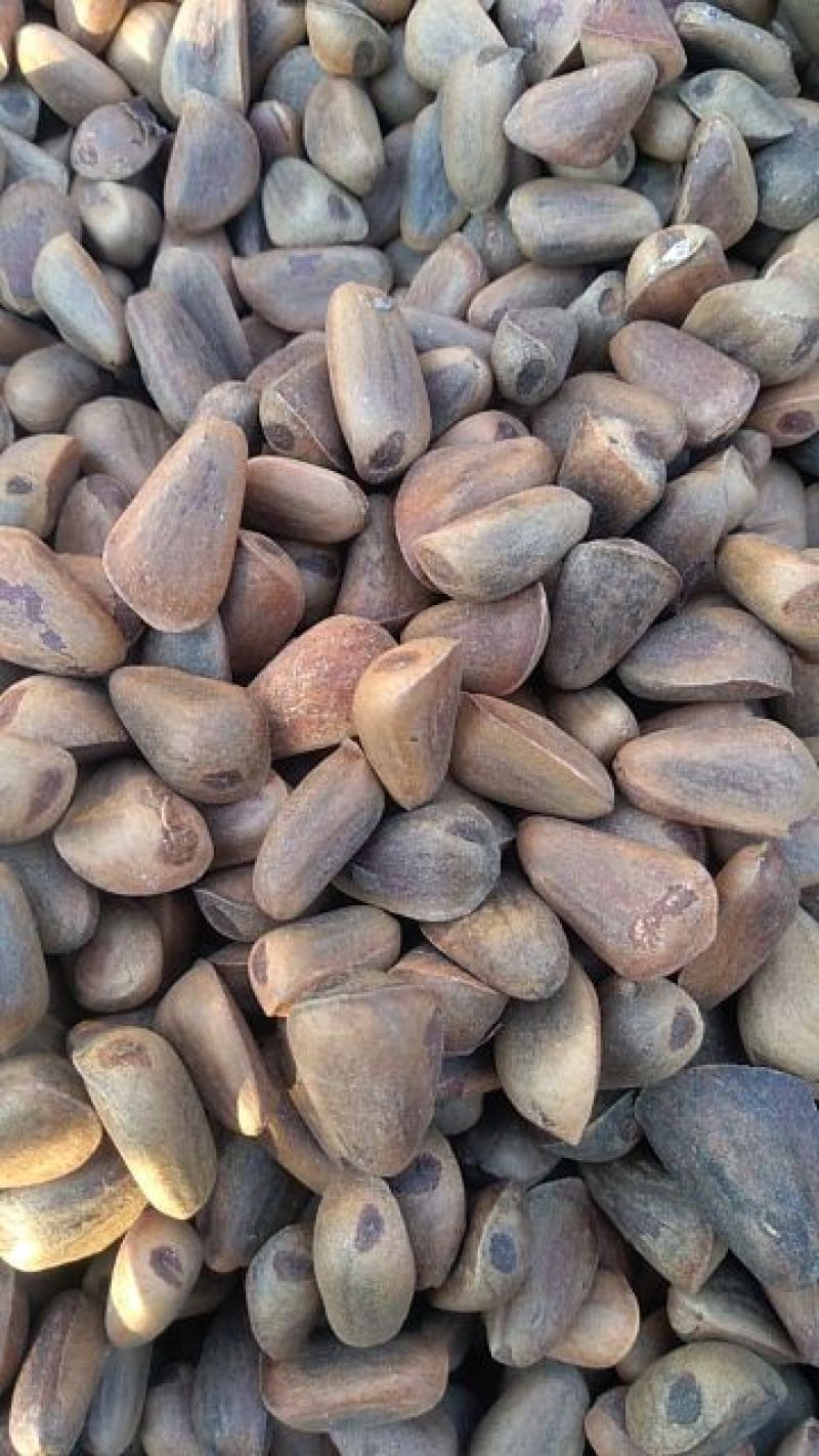 红松籽今年新货650/800粒生的好吃有营养干籽