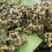 沙拐枣苗沙拐枣家庭后院盆栽种植成活率高产量高甜蜜好吃