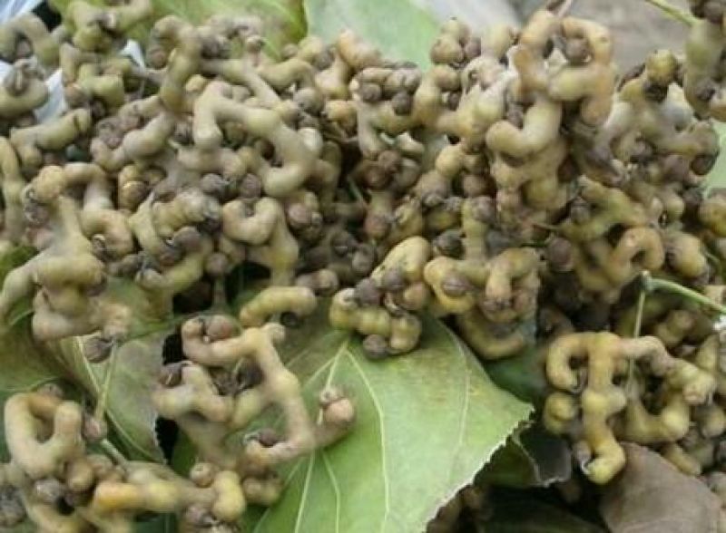 沙拐枣苗沙拐枣家庭后院盆栽种植成活率高产量高甜蜜好吃