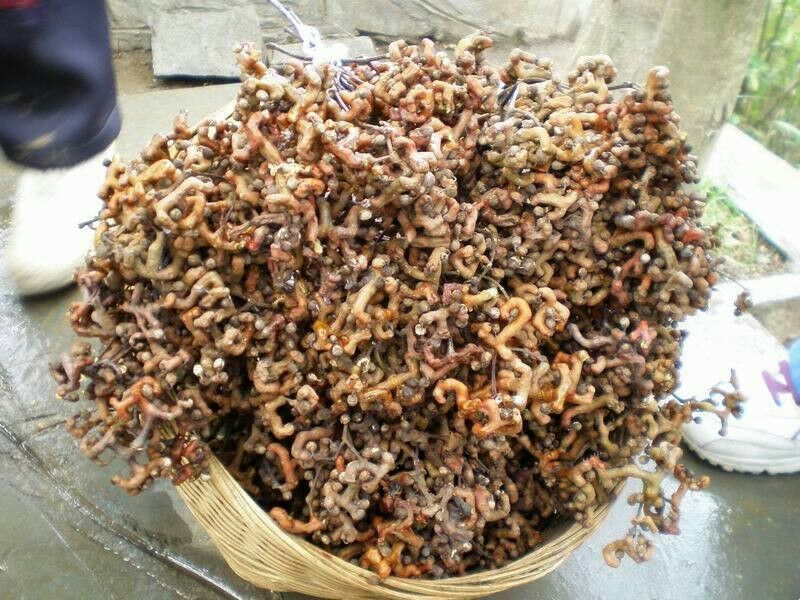 沙拐枣苗沙拐枣家庭后院盆栽种植成活率高产量高甜蜜好吃