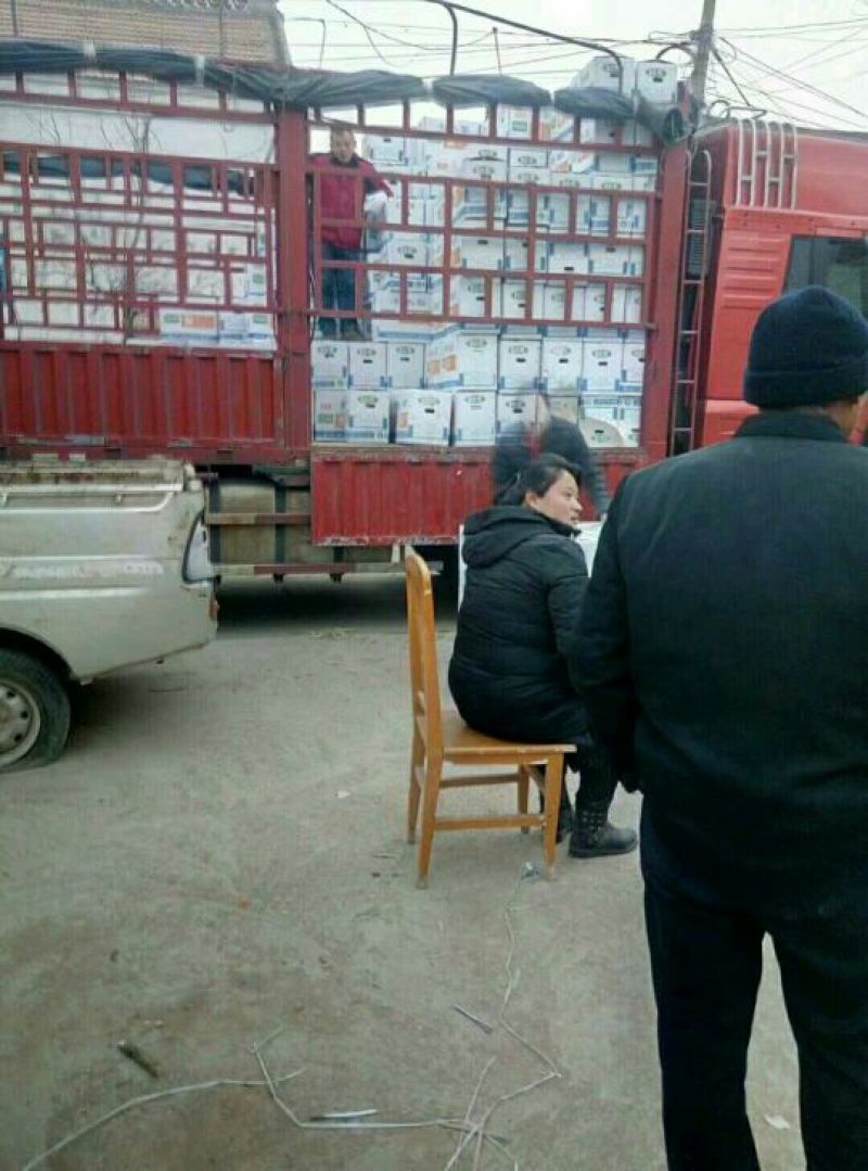 晚秋黄梨纸袋大量供应，馆陶县众康果品市场