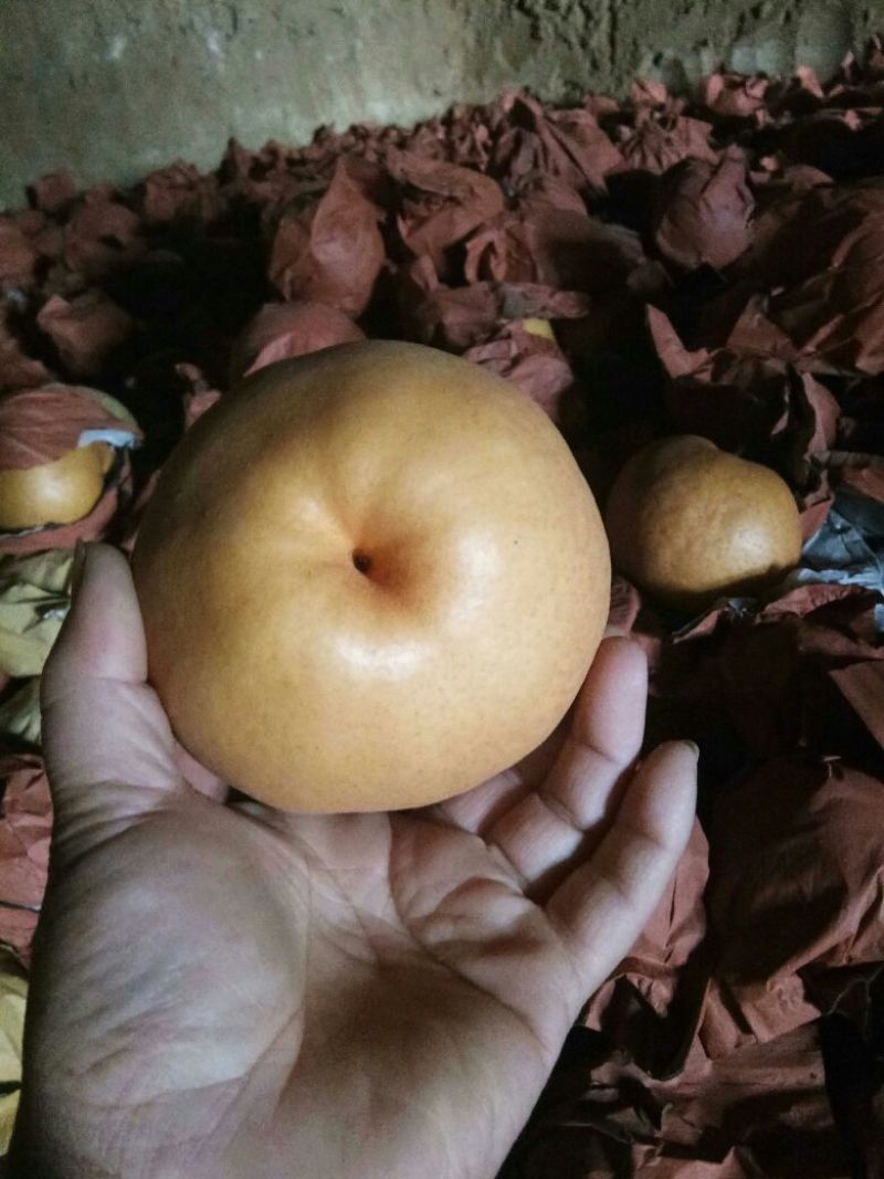 晚秋黄梨纸袋大量供应，馆陶县众康果品市场