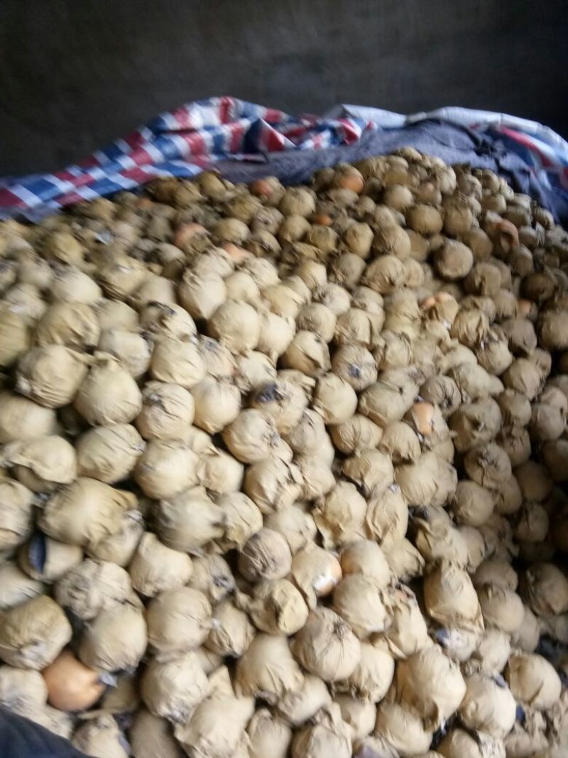 晚秋黄梨纸袋大量供应，馆陶县众康果品市场