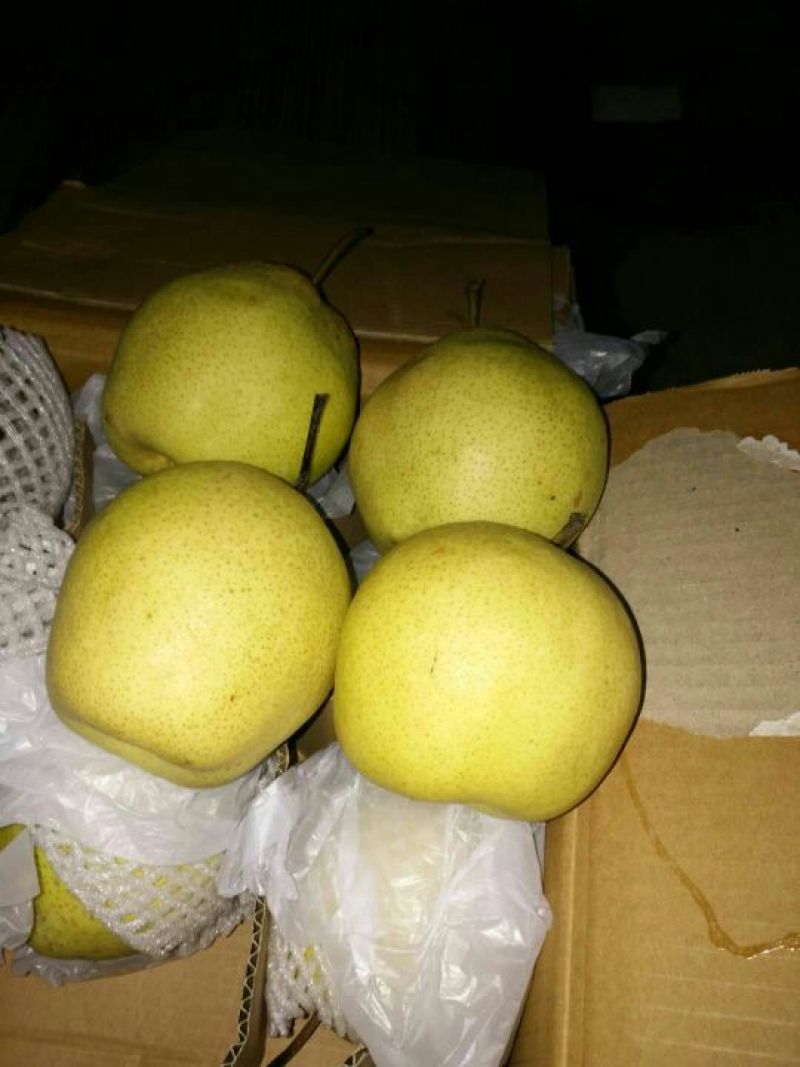 晚秋黄梨纸袋大量供应，馆陶县众康果品市场