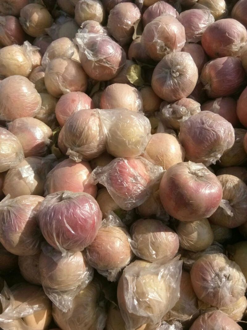 大量供应冰糖心富士萍果，中秋王萍果，美八平果