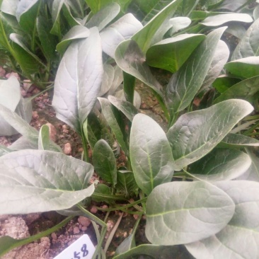 越冬菠菜15~20厘米