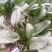 越冬菠菜15~20厘米