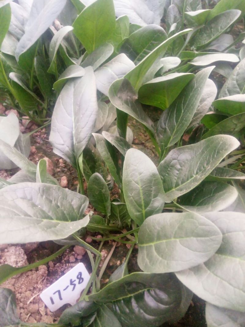 越冬菠菜15~20厘米