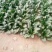越冬菠菜15~20厘米