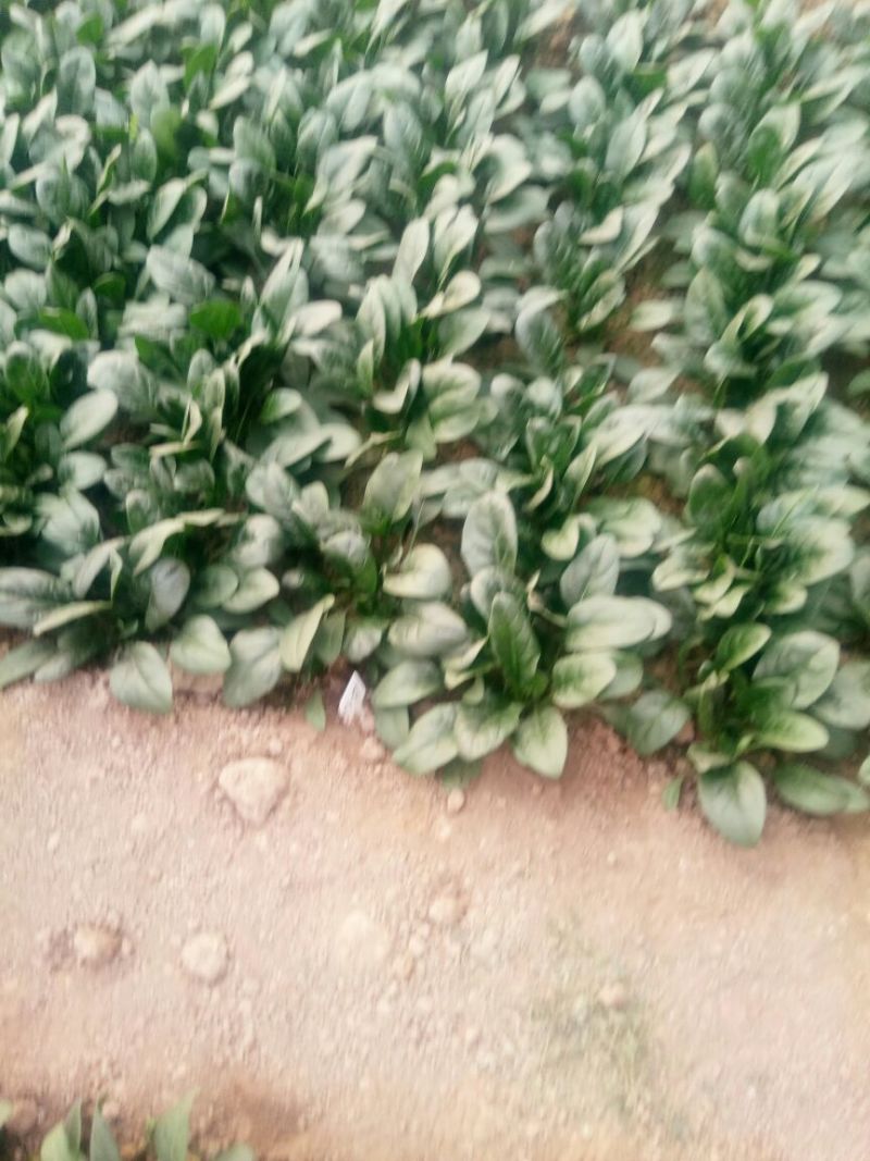 越冬菠菜15~20厘米