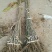 板栗树苗70~80cm，大红袍板栗，泰山板栗。