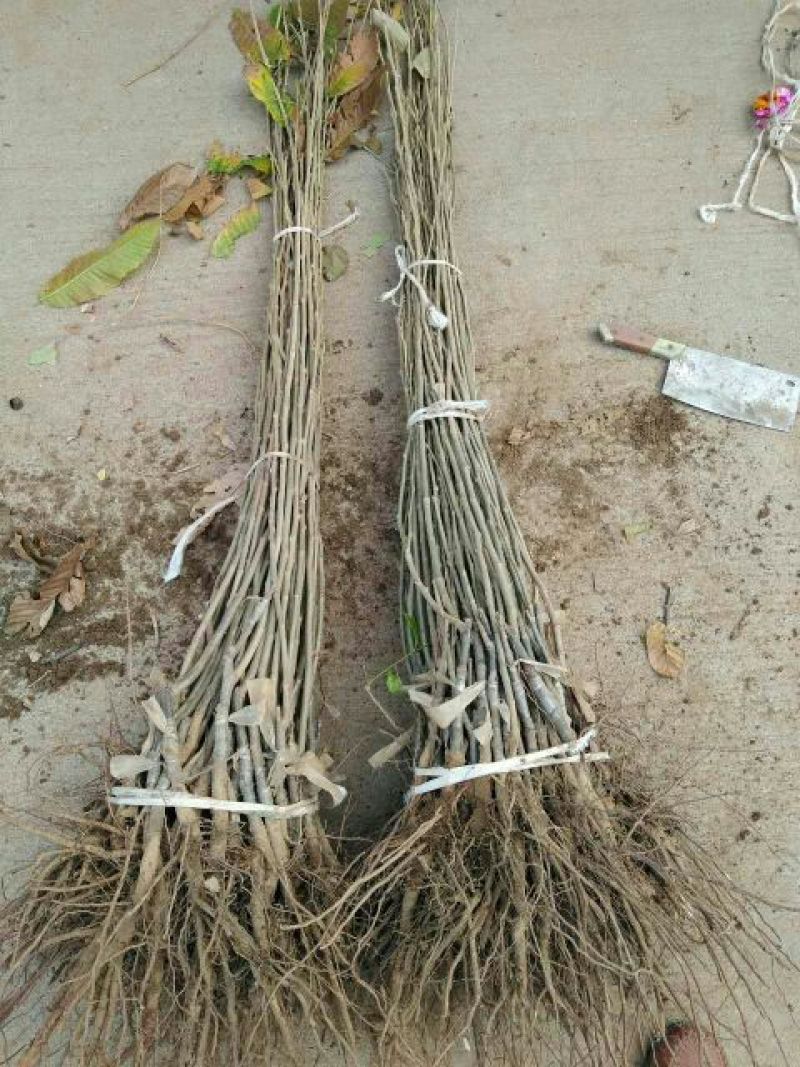 板栗树苗70~80cm，大红袍板栗，泰山板栗。