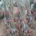 板栗树苗70~80cm，大红袍板栗，泰山板栗。
