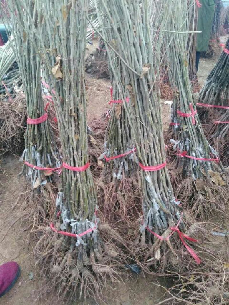 板栗树苗70~80cm，大红袍板栗，泰山板栗。
