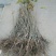板栗树苗70~80cm，大红袍板栗，泰山板栗。