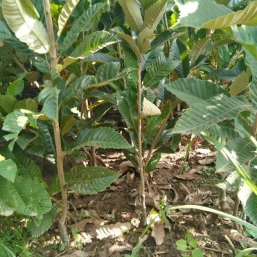 板栗树苗70~80cm，大红袍板栗，泰山板栗。
