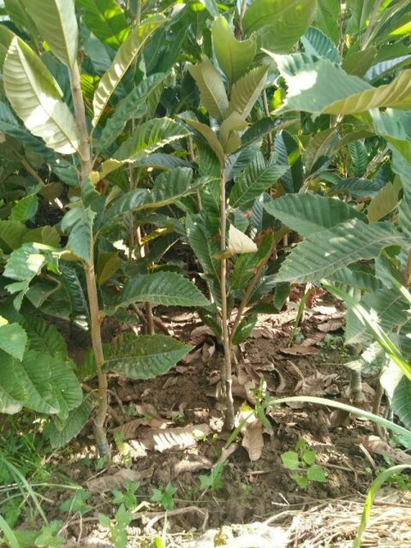 板栗树苗70~80cm，大红袍板栗，泰山板栗。