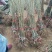 板栗树苗70~80cm，大红袍板栗，泰山板栗。