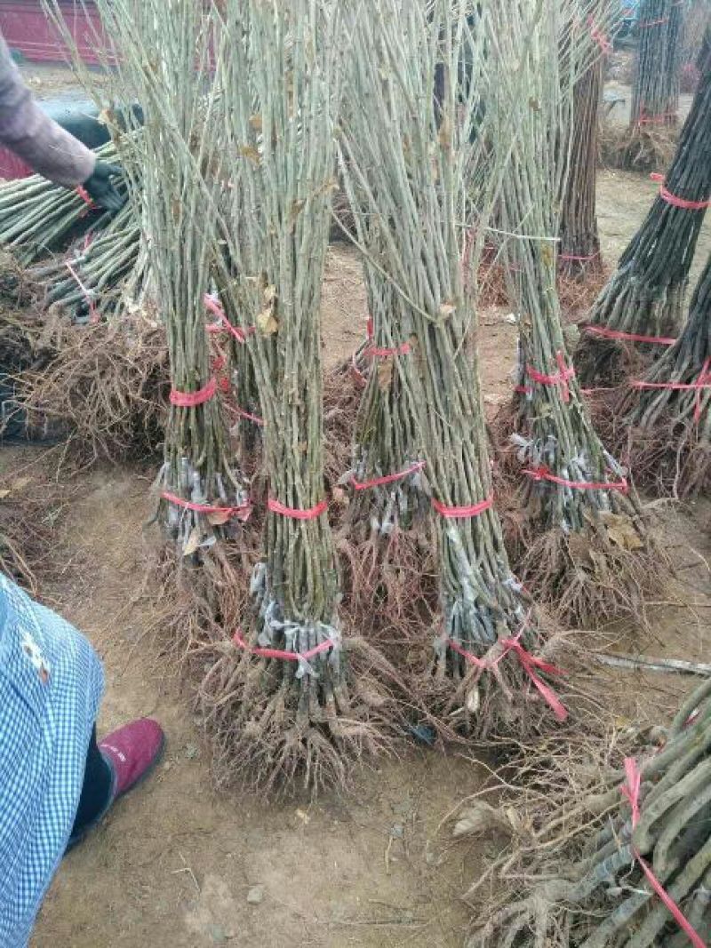 板栗树苗70~80cm，大红袍板栗，泰山板栗。