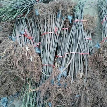 无花果苗80cm以上，大量现货供应中基地直销。