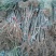 无花果苗80cm以上，大量现货供应中基地直销。
