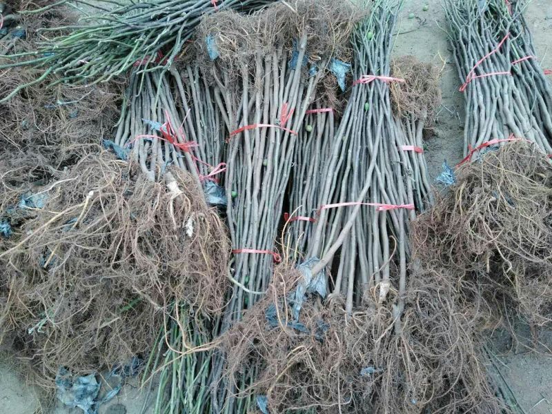 无花果苗80cm以上，大量现货供应中基地直销。